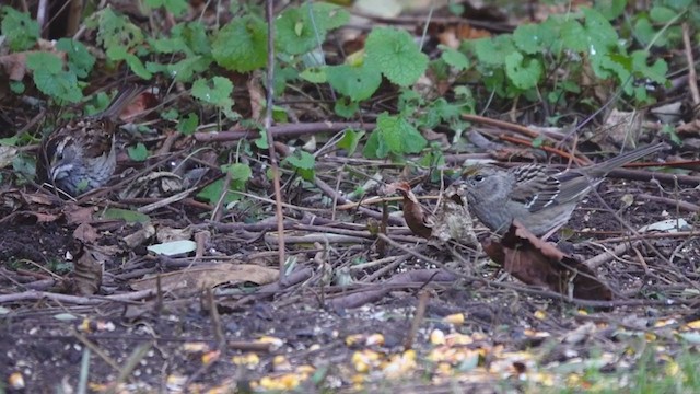 Golden-crowned Sparrow - ML390501381