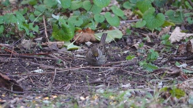 Golden-crowned Sparrow - ML390501441