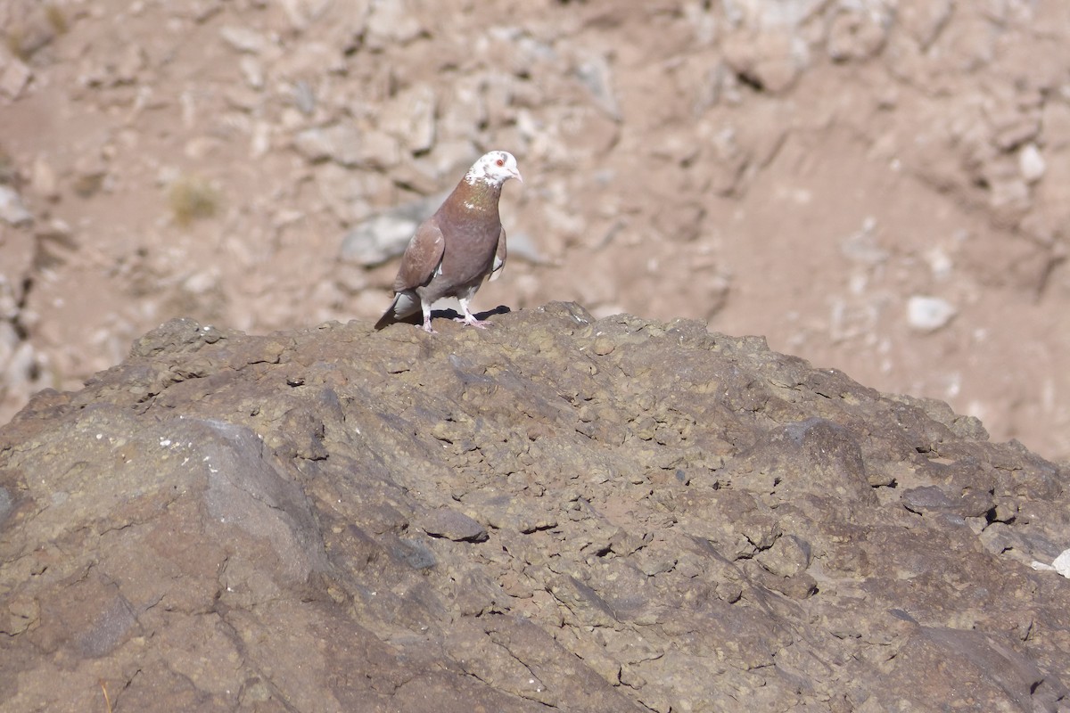 Rock Pigeon (Feral Pigeon) - ML390501451
