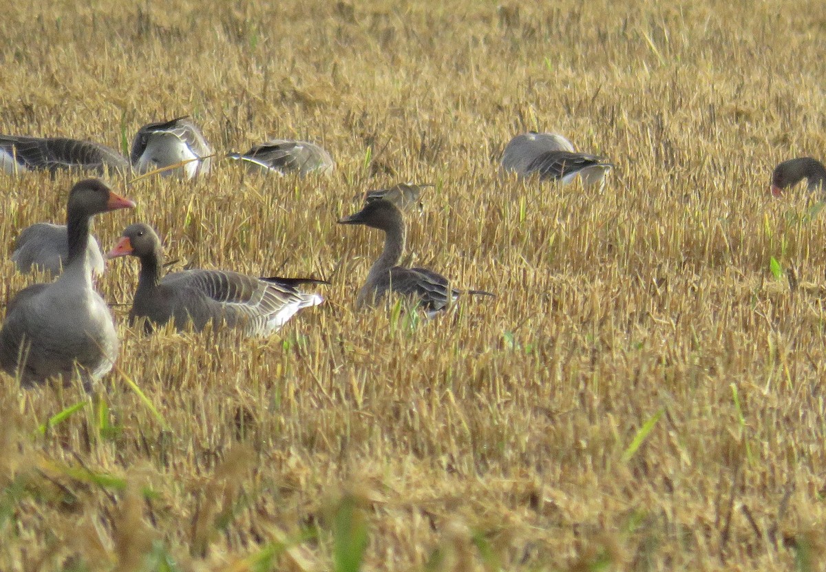 Taiga Bean-Goose - Frederico  Morais