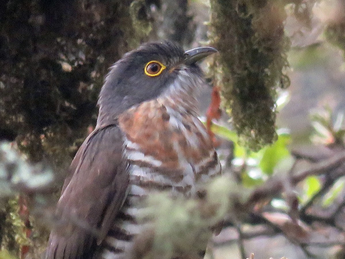 Large Hawk-Cuckoo - ML39050271