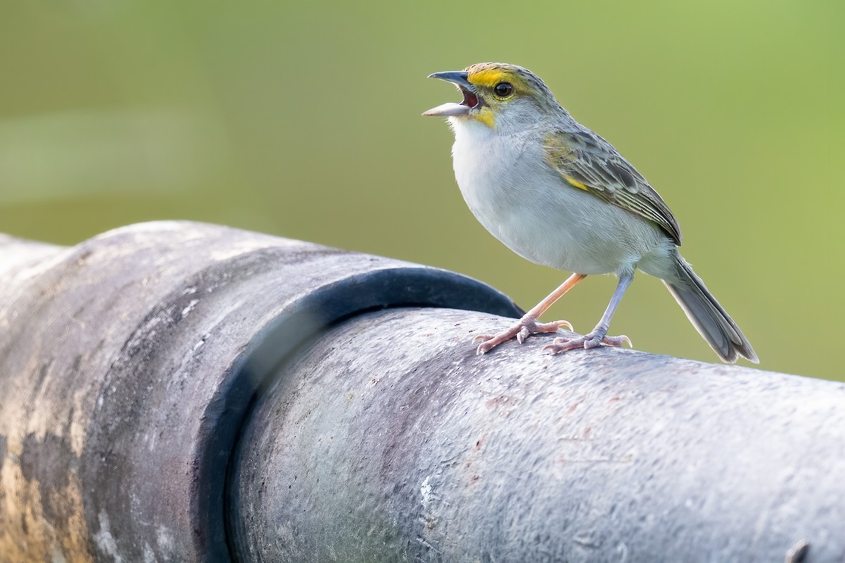 Yellow-browed Sparrow - Ben  Lucking