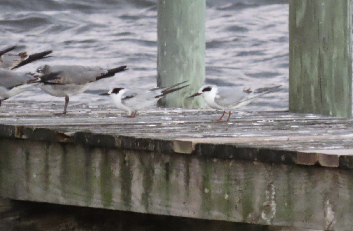 Common Tern - ML390503581