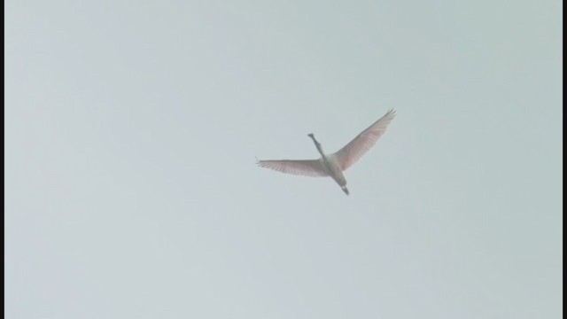 Roseate Spoonbill - ML390503611