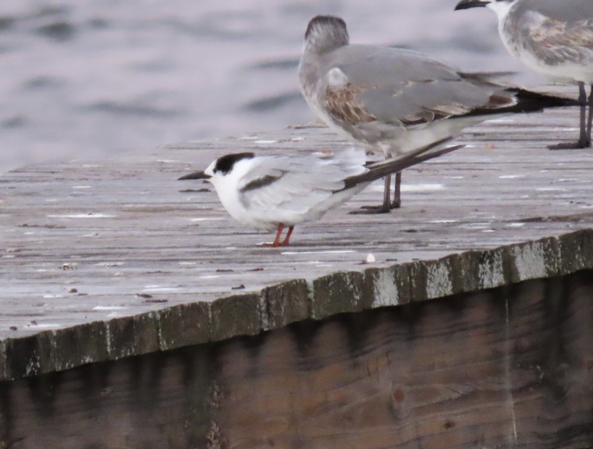 Common Tern - ML390504061