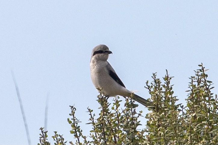 Pie-grièche boréale - ML390504271