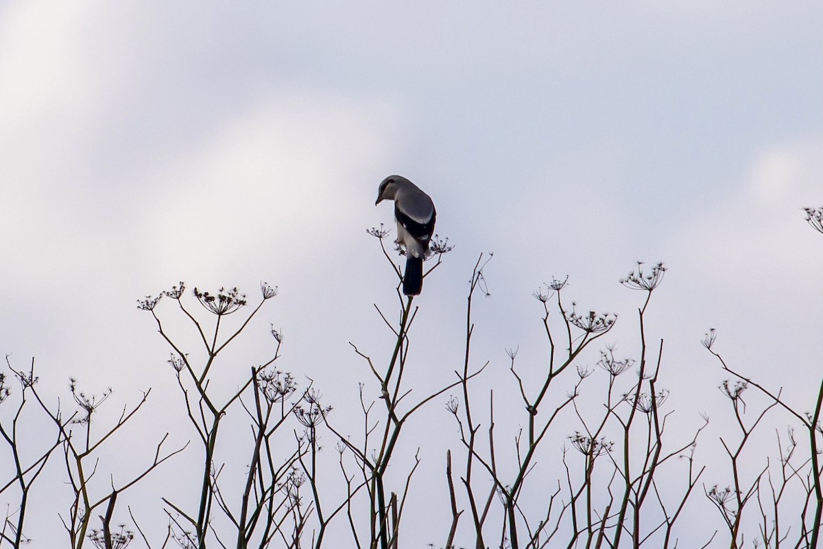 Northern Shrike - ML390504291