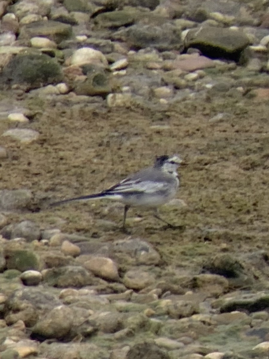 White Wagtail - ML390504761