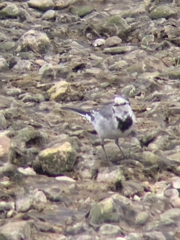 White Wagtail - ML390504771