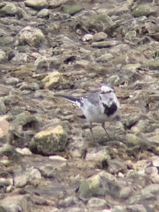 White Wagtail - ML390504771