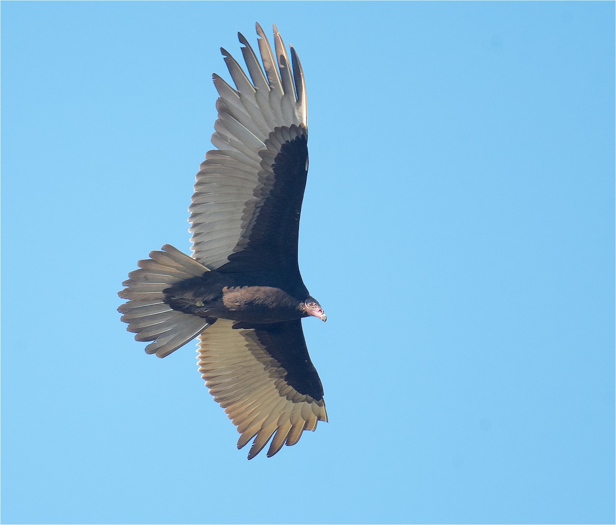 Turkey Vulture - ML390504831