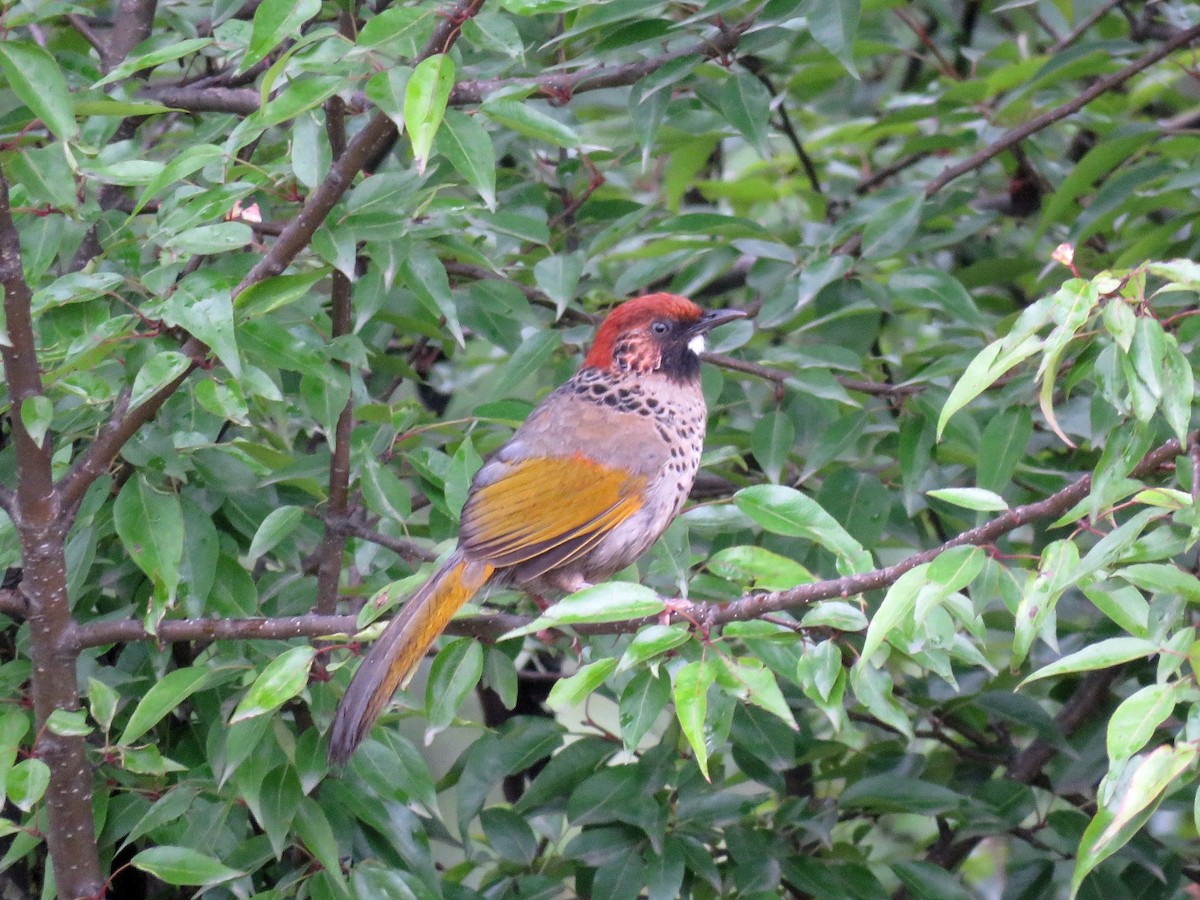 Chestnut-crowned Laughingthrush - Ritvik Singh