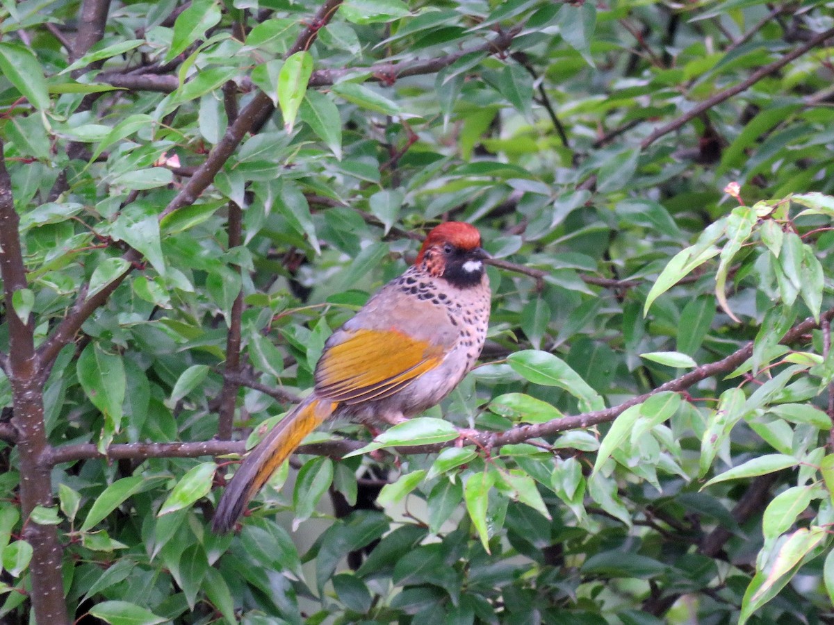 Chestnut-crowned Laughingthrush - ML39050531