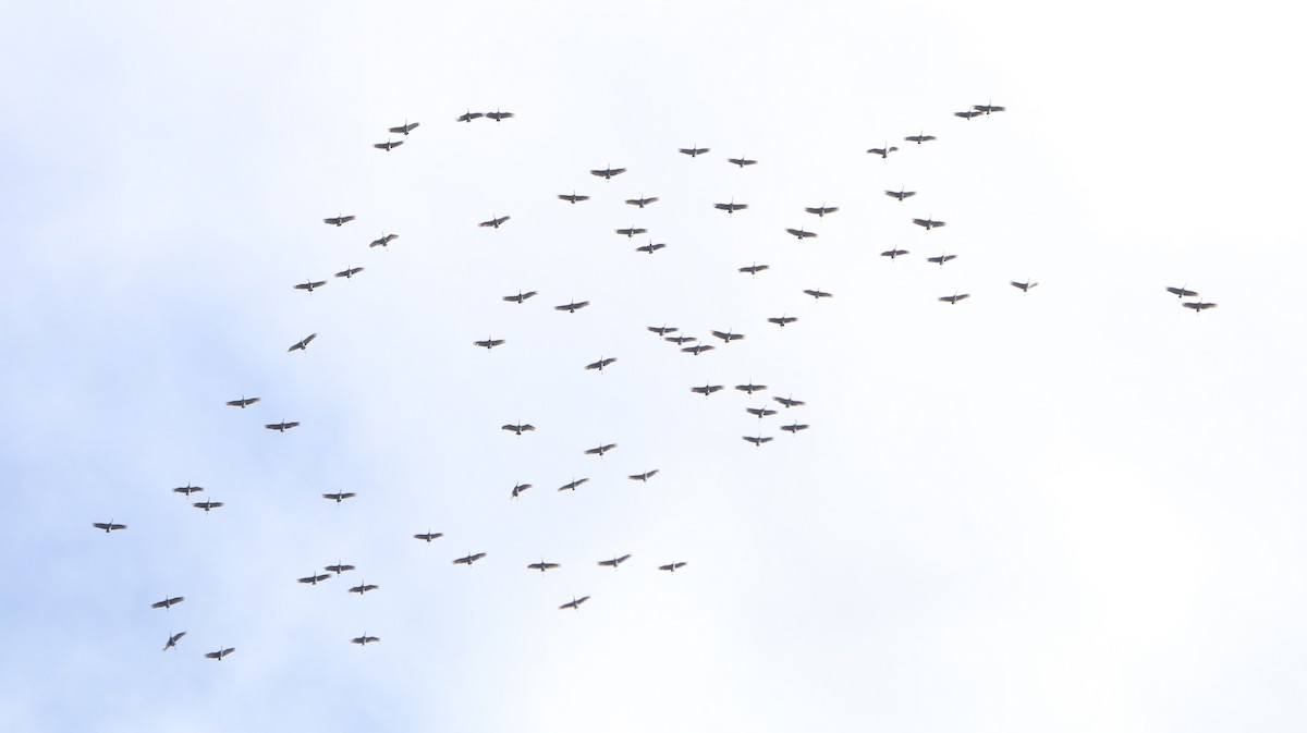 Sandhill Crane - ML390505841