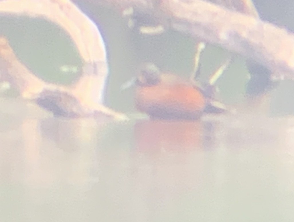 Blue-winged x Cinnamon Teal (hybrid) - ML390507381