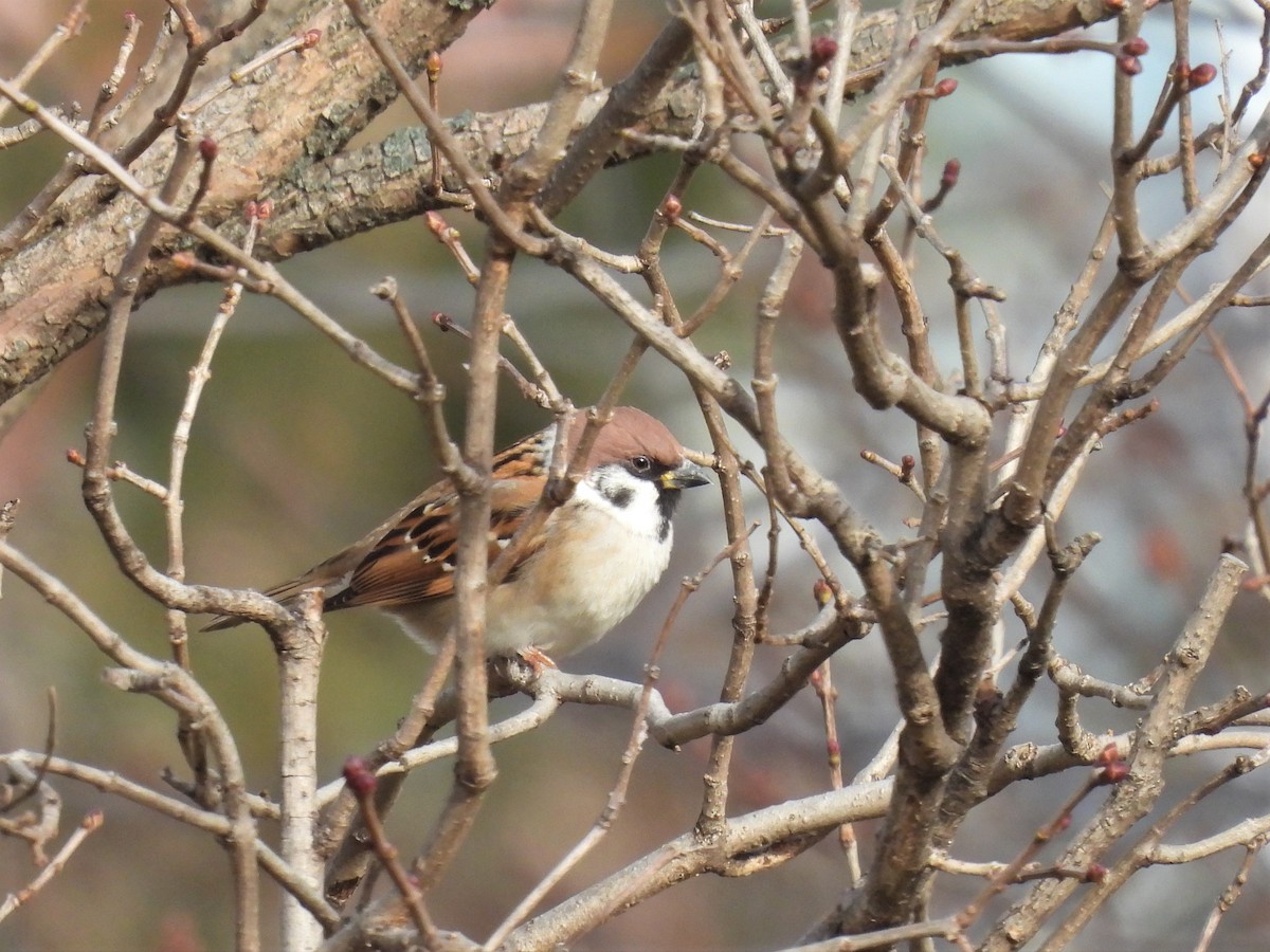 Eurasian Tree Sparrow - ML390507751
