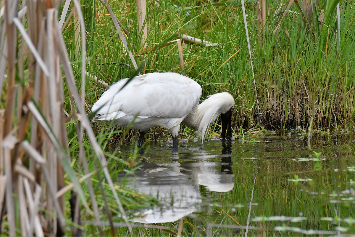 Royal Spoonbill - ML390508581