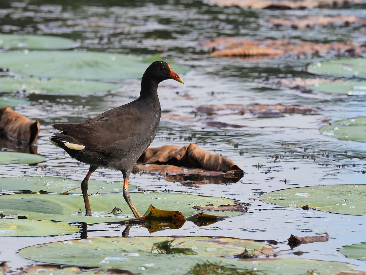 Dusky Moorhen - Len and Chris Ezzy