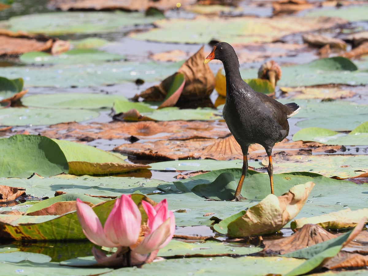 Dusky Moorhen - Len and Chris Ezzy