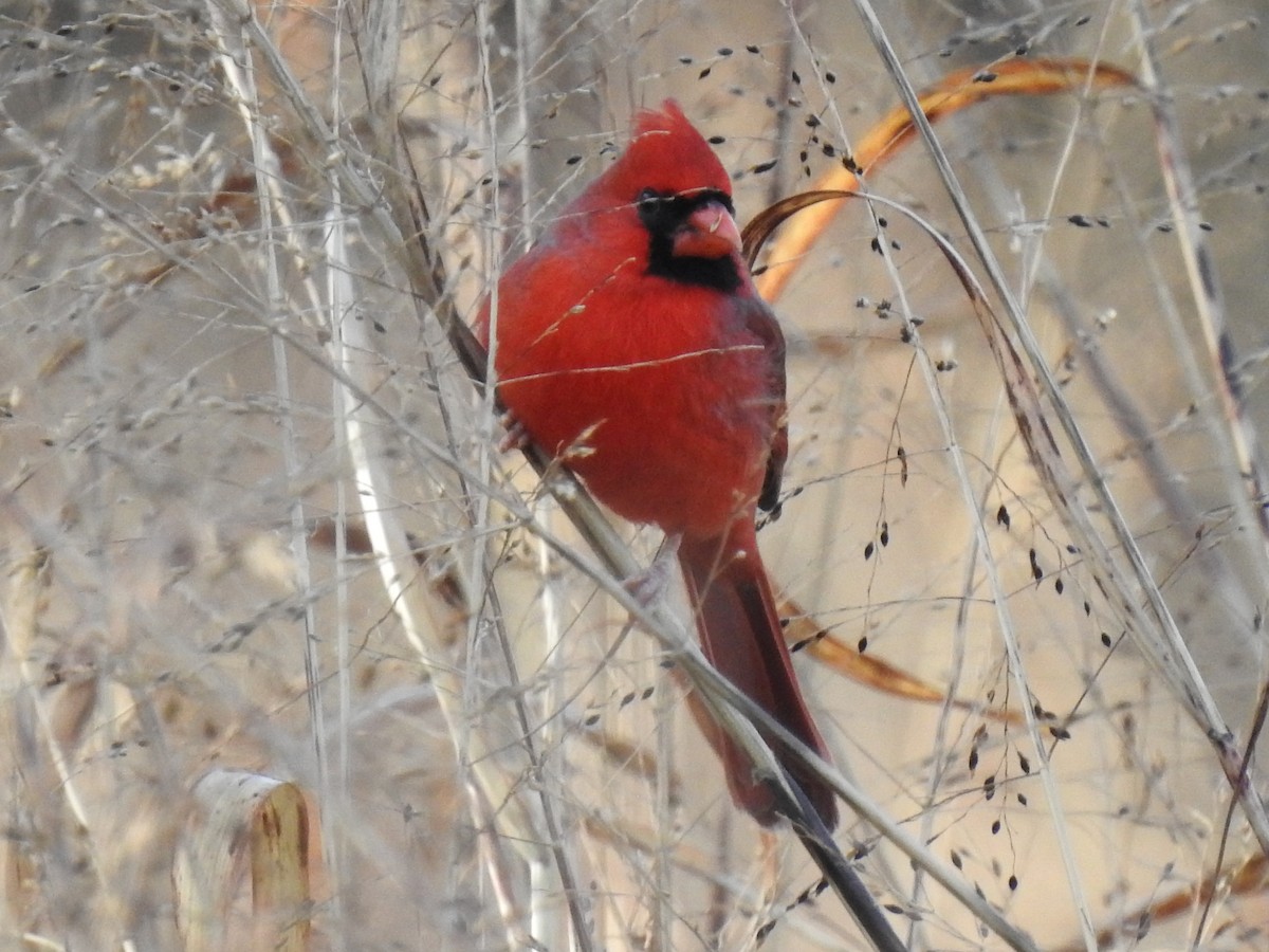 Cardinal rouge - ML390510041