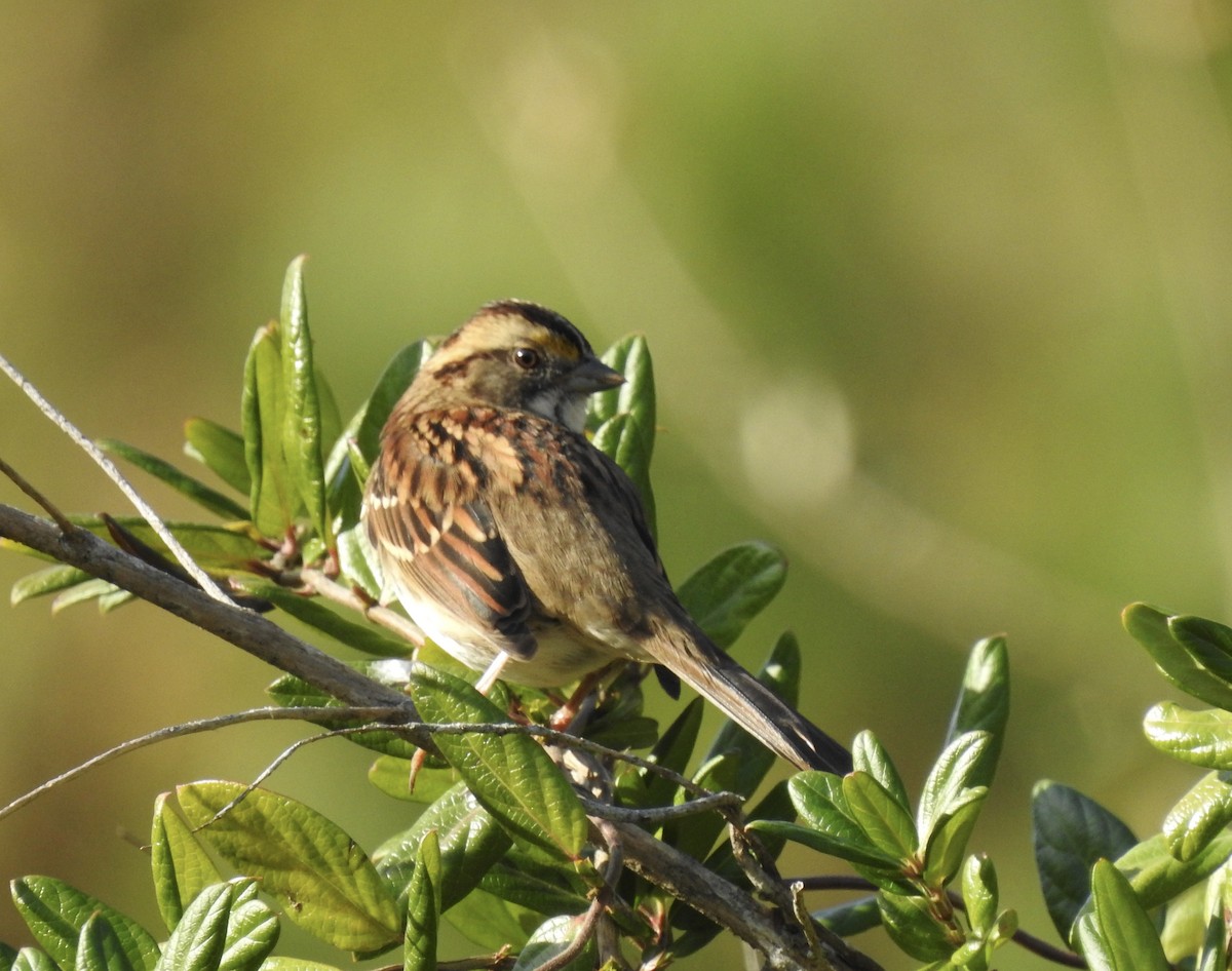 White-throated Sparrow - ML390510171