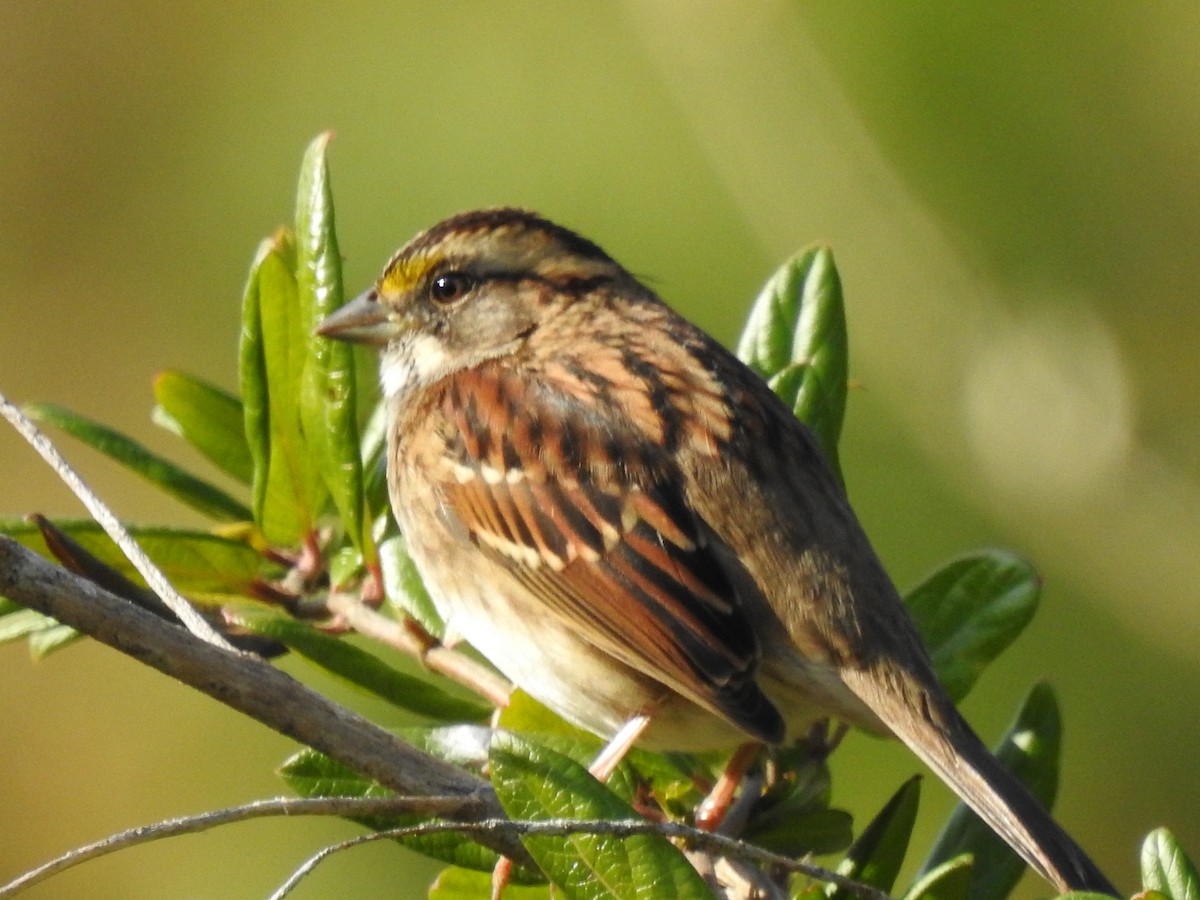 White-throated Sparrow - ML390510191