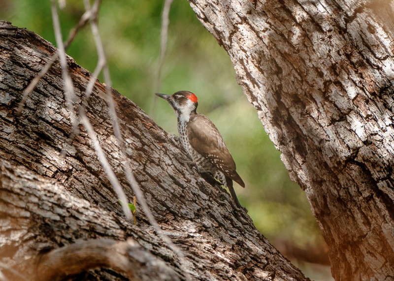 Arizona Woodpecker - ML390510331