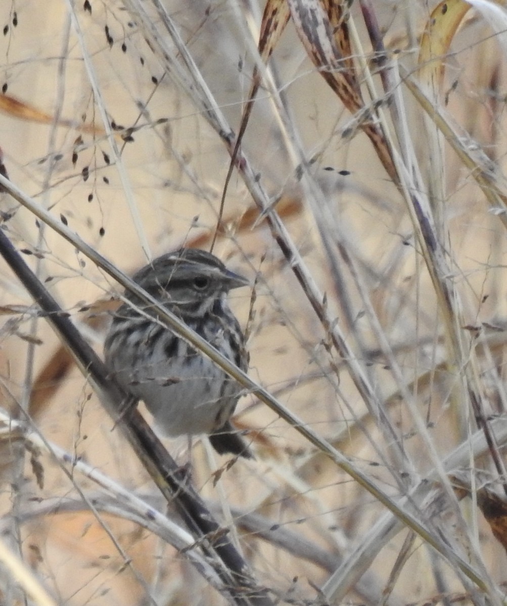 Song Sparrow - ML390510721