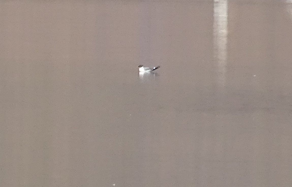 Sabine's Gull - ML390510781