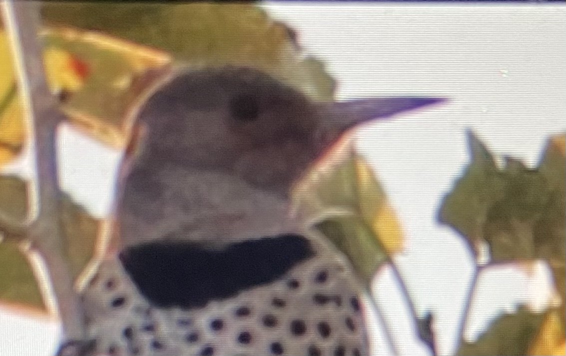 Northern Flicker (Yellow-shafted) - ML390511001