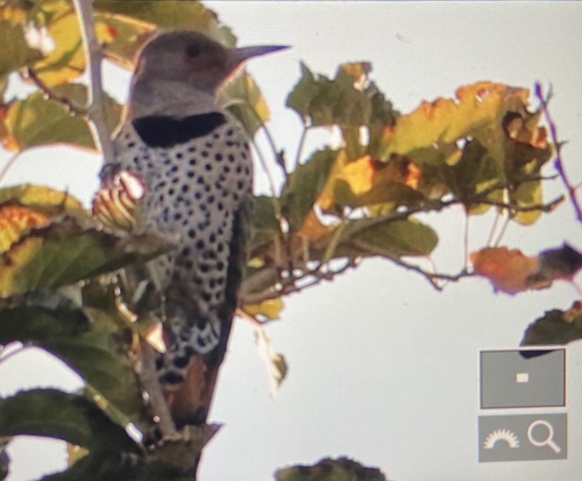 Northern Flicker (Yellow-shafted) - ML390511021