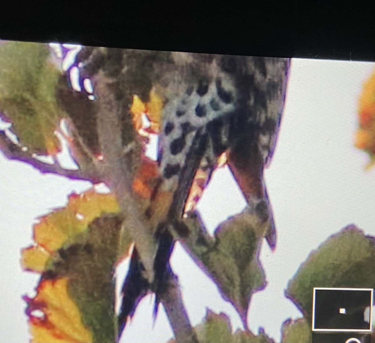 Northern Flicker (Yellow-shafted) - ML390511071