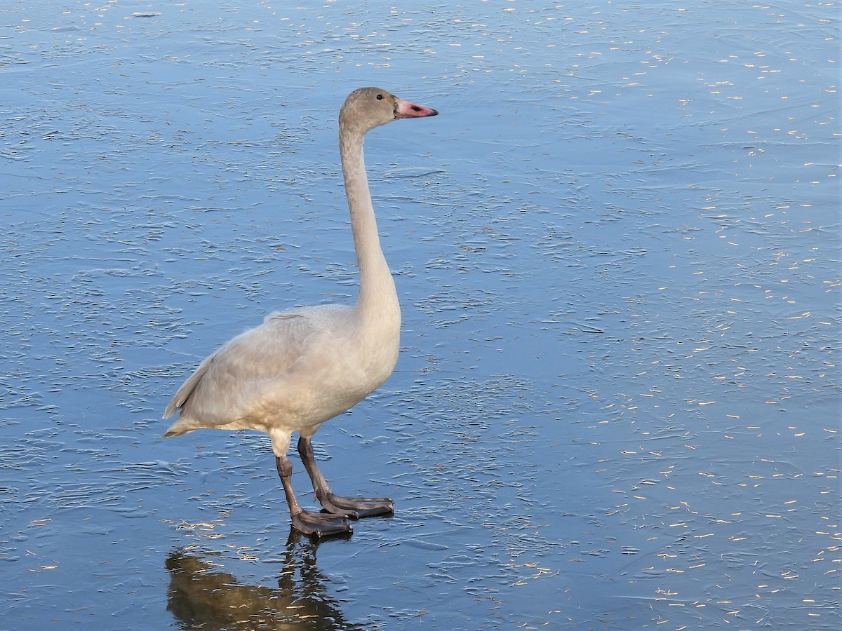 Cygne siffleur - ML390511131