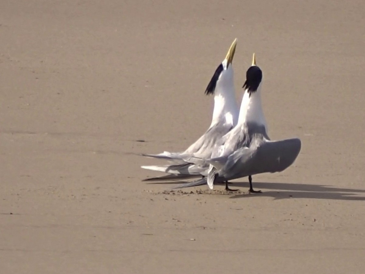 Great Crested Tern - G. Thomas Doerig