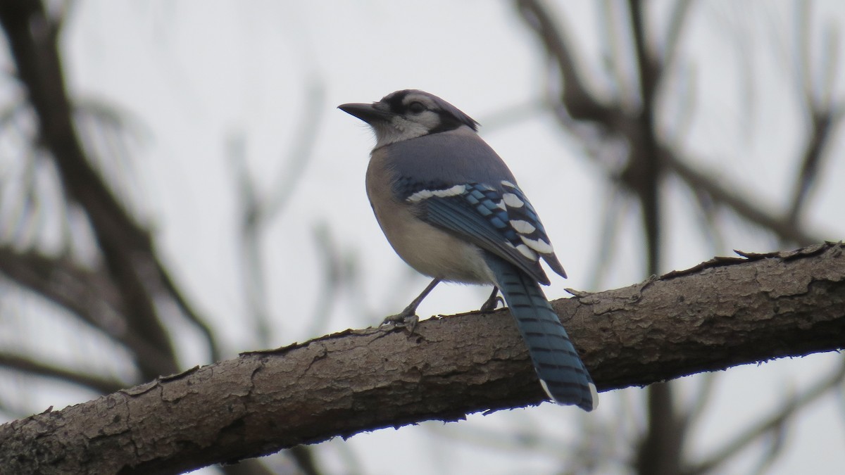 Blue Jay - ML39051121