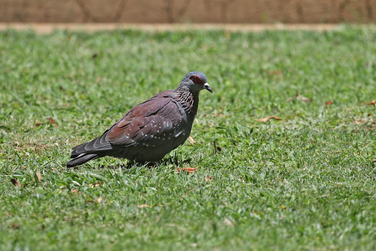 Paloma de Guinea - ML390516781