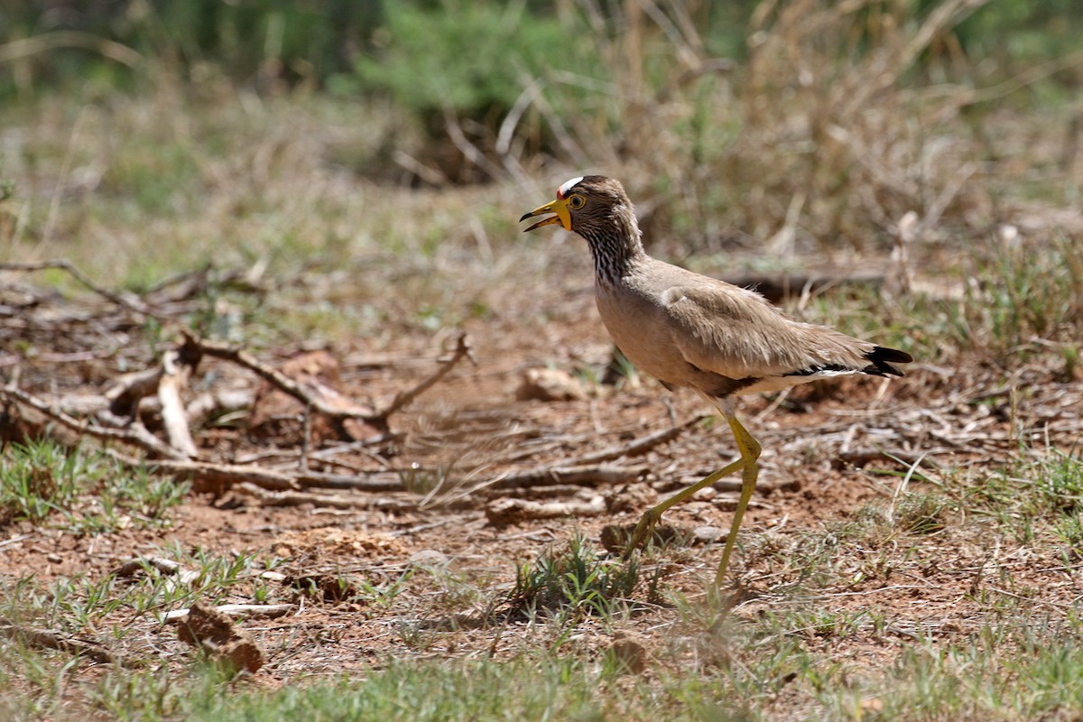 Wattled Lapwing - ML390516971