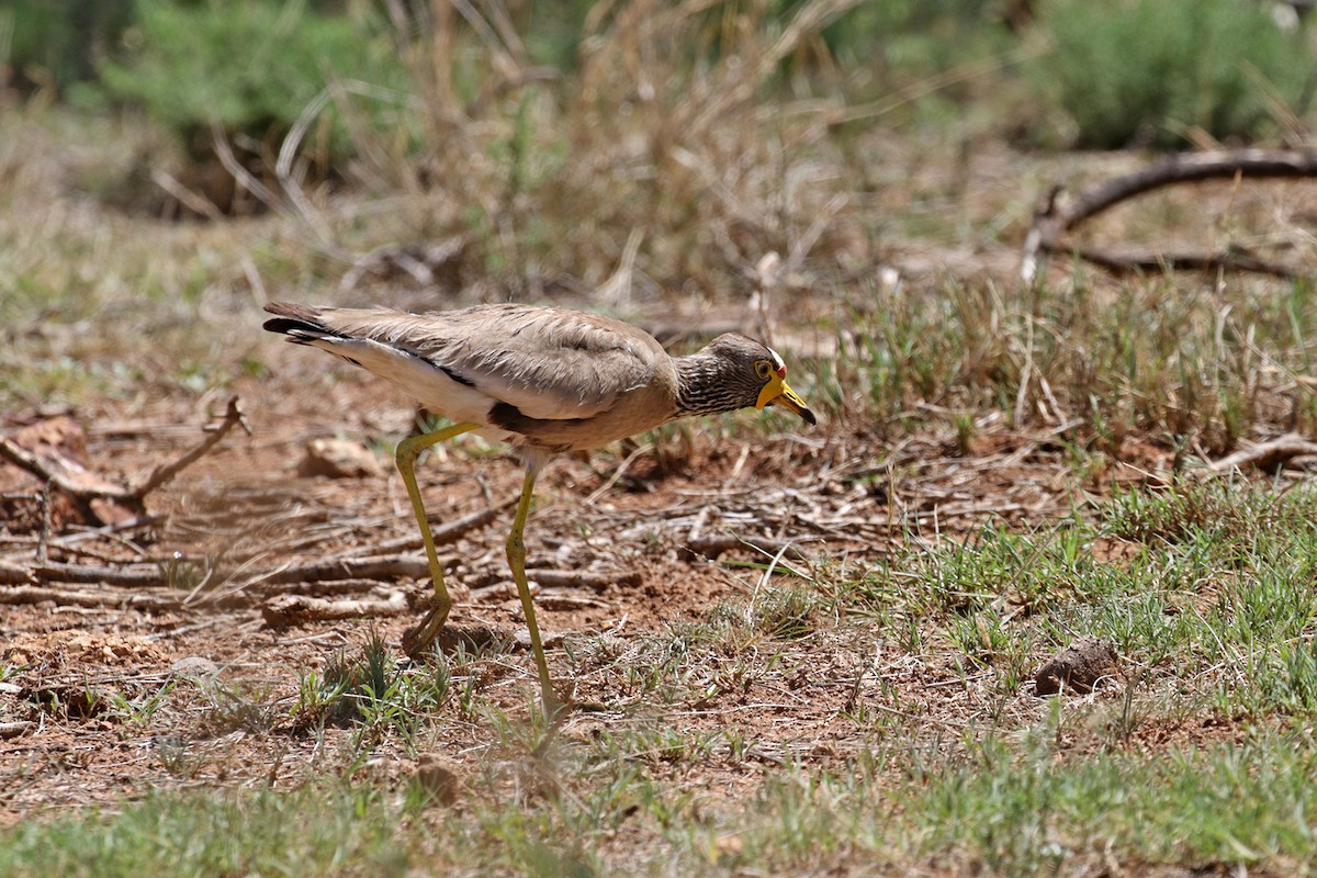 Wattled Lapwing - ML390516981