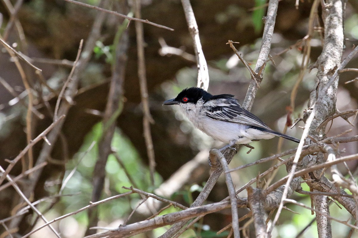 Black-backed Puffback - ML390517391