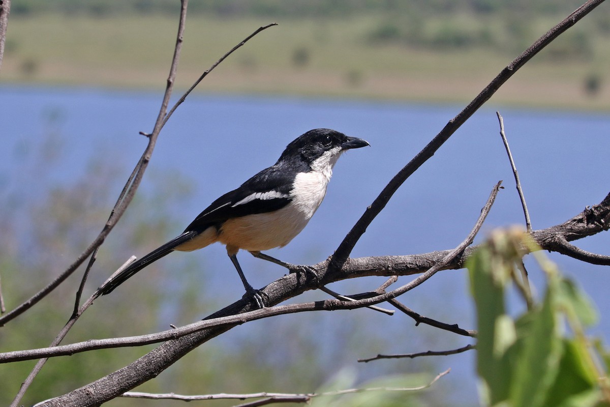 Southern Boubou - ML390517451