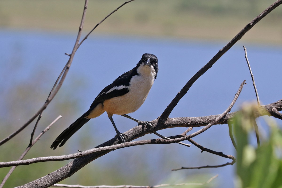 Southern Boubou - ML390517461