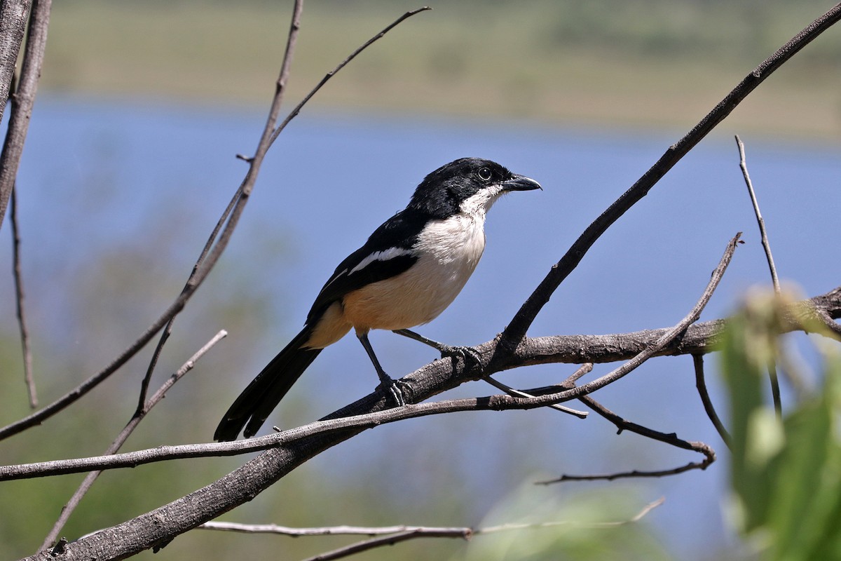Southern Boubou - ML390517471