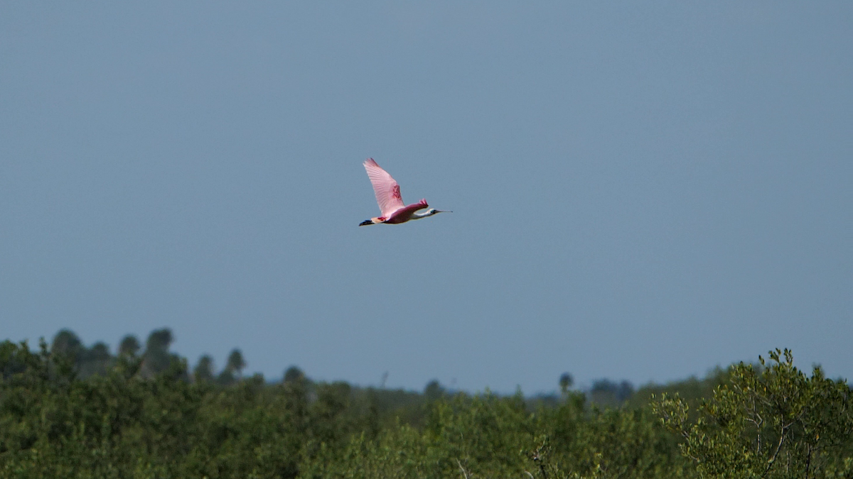 Roseate Spoonbill - ML390518091