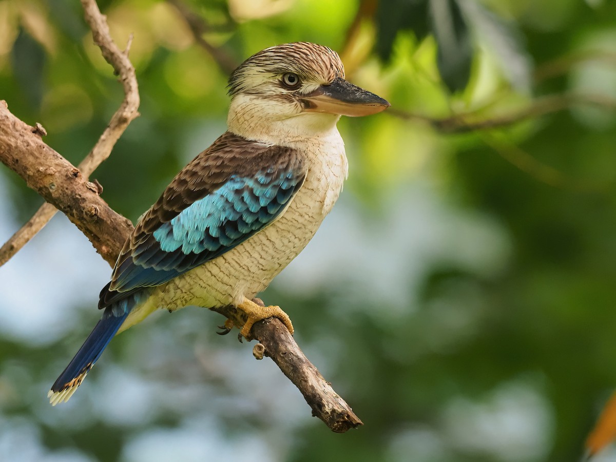 Blue-winged Kookaburra - ML390518521