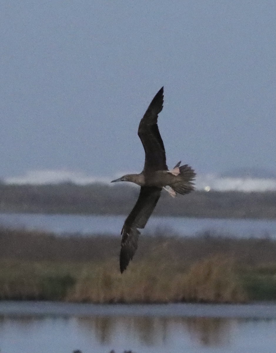 Red-footed Booby - ML390518661