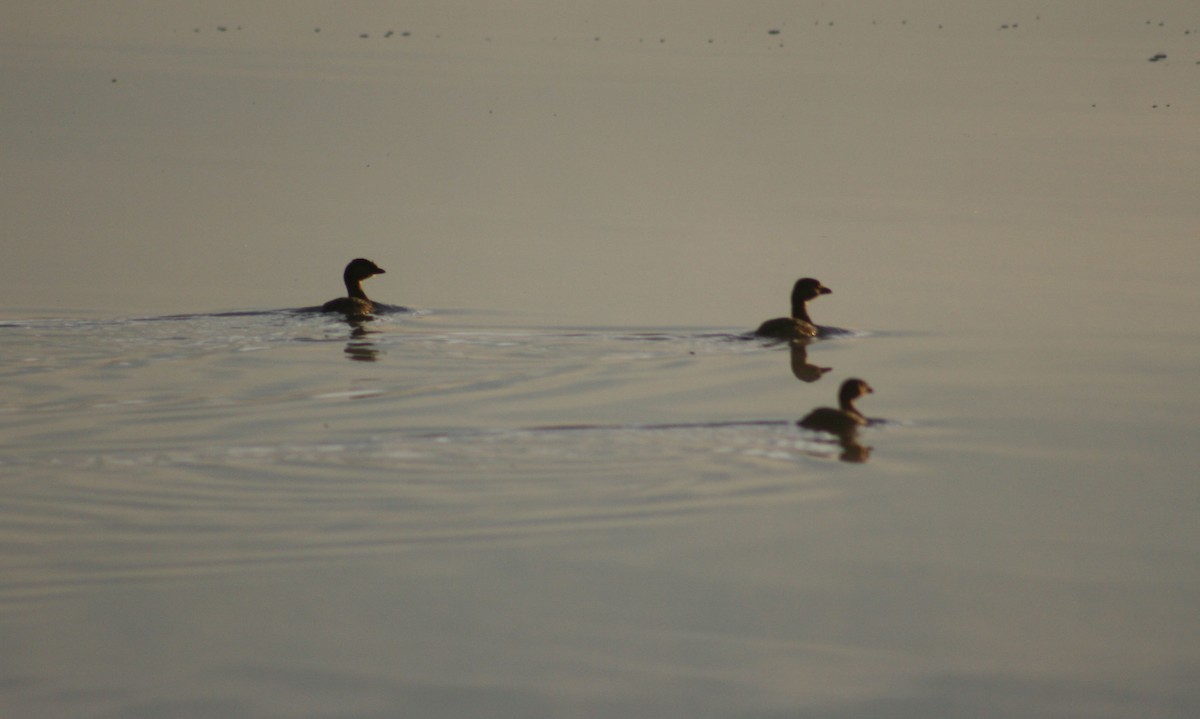 Pied-billed Grebe - John P. Hogan