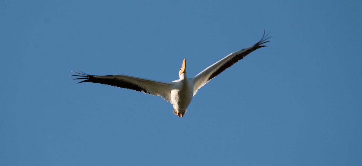 American White Pelican - ML390519451