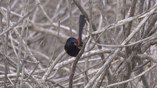 Red-backed Fairywren - ML390519511