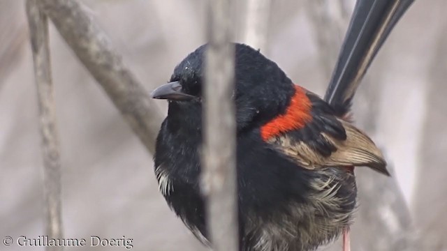 Red-backed Fairywren - ML390519881