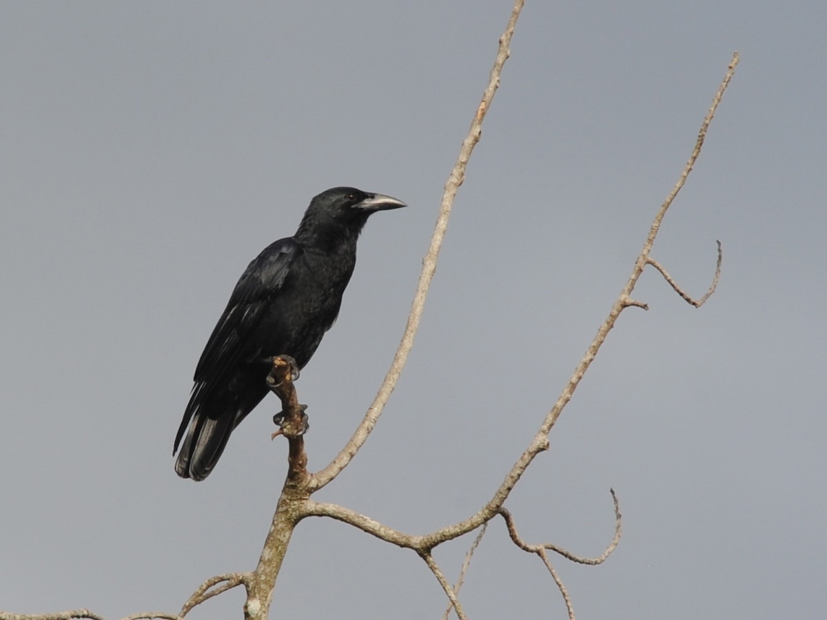 Cuban Crow - ML39052021